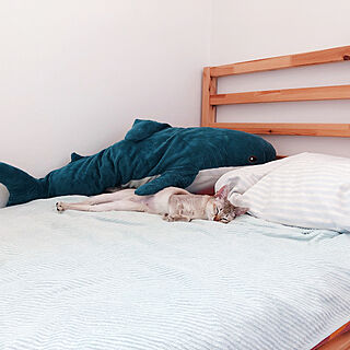 IKEA/子供のベッドがお気に入り/猫スペース/ネコ/ベッド周り...などのインテリア実例 - 2020-04-15 10:37:16