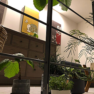 壁/天井/観葉植物/アート/ウンベラータのインテリア実例 - 2023-11-07 12:03:20