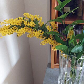 机/ミモザ/はる一番/黄色も好き/切り花がある暮らしのインテリア実例 - 2024-03-19 12:20:54