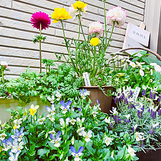 今年は花のつきがいいです(∩´∀`∩)/大好きな庭/春の庭/おうち花見/柴犬と暮らす...などのインテリア実例 - 2021-03-31 17:11:42