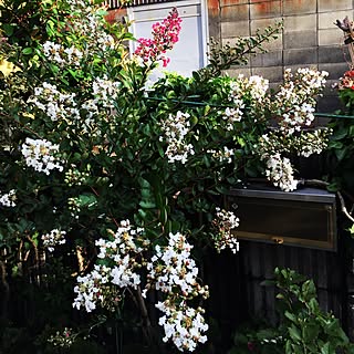 玄関/入り口/雨上がり♬/サルスベリの花❣️/お花大好き❁❀✿✾のインテリア実例 - 2017-07-04 18:30:11