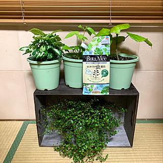 最近植え替えた植物/ニチベイウッドブラインド/ダイソー木箱/ウンベラータ/ワイヤープランツ...などのインテリア実例 - 2020-09-13 07:59:16