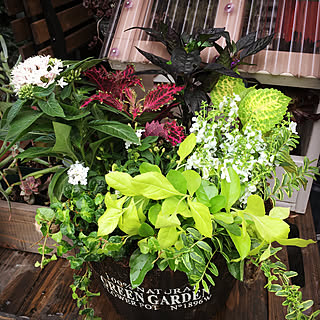 寄せ植え トウガラシブラックパールのインテリア実例 Roomclip ルームクリップ