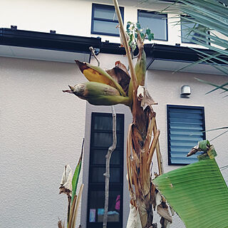 玄関/入り口/バナナ/南国植物/庭のインテリア実例 - 2021-03-17 17:50:16