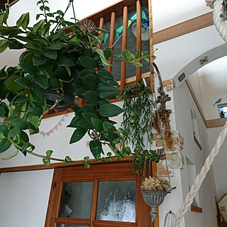 部屋全体/リビング階段/お客様用入り口/観葉植物のある暮らし/ハンギンググリーン...などのインテリア実例 - 2018-12-17 13:36:08