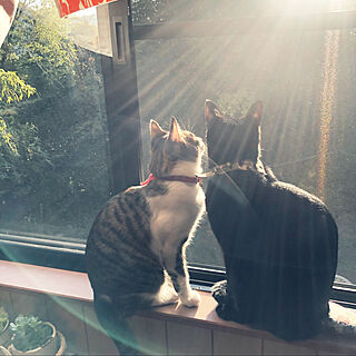 猫の日向ぼっこ/窓辺の猫/リビング/ねこと暮らす。のインテリア実例 - 2020-12-04 07:35:56