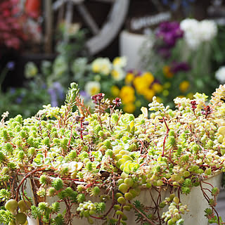 多肉寄せ植え♡/多肉植物/花のある暮らし/中古住宅/築43年...などのインテリア実例 - 2019-03-24 23:50:59