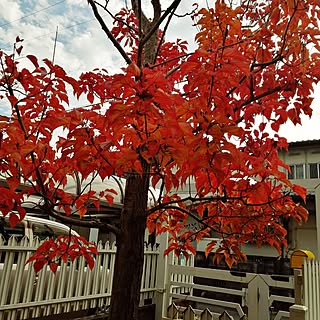 玄関/入り口/秋の庭♡/シンボルツリーのある暮らし/ハナノキの紅葉/毎年楽しみ♡...などのインテリア実例 - 2023-11-23 11:25:16