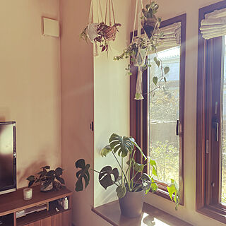 窓辺のインテリア/観葉植物/リビングのインテリア実例 - 2023-02-28 10:31:53