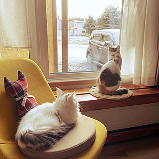 窓と猫の物語2021withYKKAP/ねことの暮らし/ねこのいる毎日/椅子のインテリア実例 - 2021-11-21 07:27:41