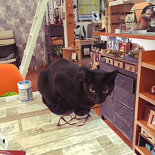 朝食中食卓に乗る猫/ねこのいる風景/黒猫ミースケ/机のインテリア実例 - 2021-04-14 06:23:01