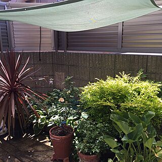 タープ/枕木花壇DIY/庭の植物たち/マンションの庭/ちいさな庭...などのインテリア実例 - 2016-07-11 10:31:06