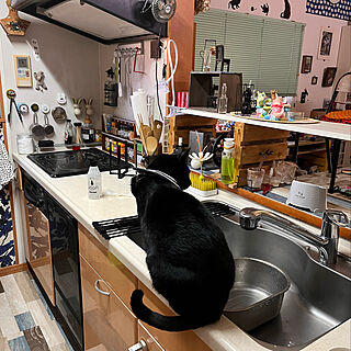 台所掃除/ジョアンで猫にも安心/ジョアン除菌スプレー/ねこのいる風景/黒猫ミースケ...などのインテリア実例 - 2021-12-25 08:24:47