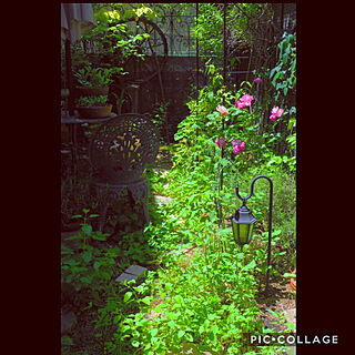 自然と暮らす/植物のある暮らし/花のある暮らし/裏庭ハーブガーデン/RCの出会いに感謝♡...などのインテリア実例 - 2018-05-22 13:39:22