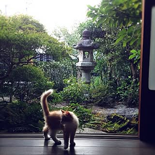 部屋全体/ねこバカのインテリア実例 - 2015-07-10 23:28:24