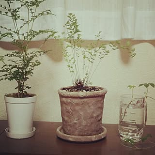 棚/観葉植物/植物/シマトリネコ/アジアンタム...などのインテリア実例 - 2015-08-27 00:04:15