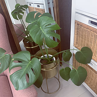 観葉植物/一人暮らし/ZARAHOME/1k 8畳/モンステラ...などのインテリア実例 - 2021-03-11 13:47:49