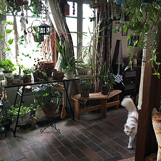 ベンチ/観葉植物/ガーデニング/猫/土間...などのインテリア実例 - 2019-07-05 16:02:39