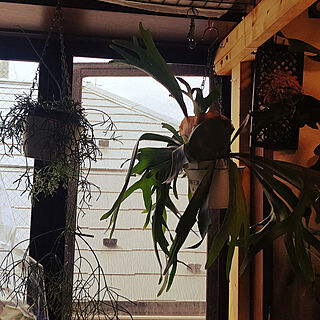 窓辺/ビカクシダと暮らす/窓際のグリーン/緑のある暮らし/植物と暮らす...などのインテリア実例 - 2022-05-23 09:12:37