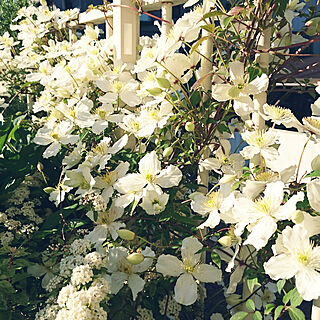 クレマチス/花壇 手作り/白い花が好き/緑が好き♡/庭...などのインテリア実例 - 2019-05-08 07:20:31