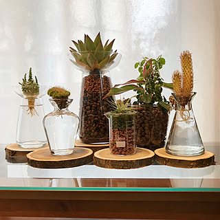 多肉植物 ハイドロカルチャーのおしゃれなアレンジ 飾り方のインテリア実例 Roomclip ルームクリップ