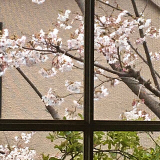 桜/植物のある暮らし/いつもありがとうございます♡/季節を感じる暮らし/ナチュラル...などのインテリア実例 - 2021-03-28 18:56:26