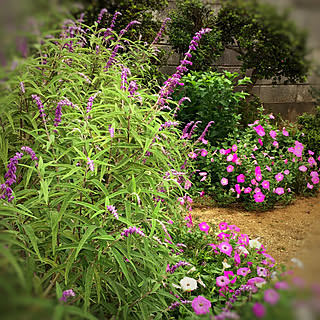 ペチュニア/サルビアレウカンサ/庭の花/見ていただいてありがとうございます♡/平屋...などのインテリア実例 - 2020-09-17 20:41:44