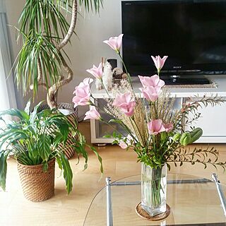 植物/IKEA/ナチュラル/観葉植物/花のある暮らし...などのインテリア実例 - 2016-09-10 12:07:59