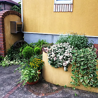 植物 玄関脇の花壇のおしゃれなアレンジ 飾り方のインテリア実例 Roomclip ルームクリップ