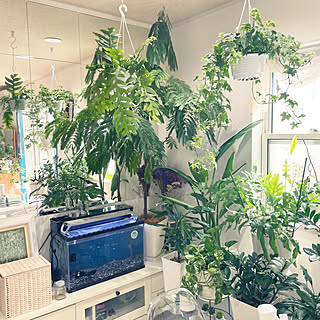 鏡/お部屋を広く見せる工夫/観葉植物/サンルーム/LIXIL...などのインテリア実例 - 2023-04-11 17:13:21