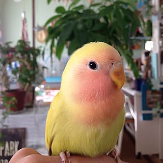 ベッド周り/小桜インコ/インコテリア/中古住宅のインテリア実例 - 2016-11-23 13:06:26