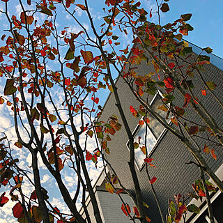 庭/シンボルツリー/マルバの木/紅葉/壁/天井のインテリア実例 - 2017-10-27 17:06:19