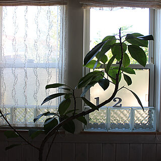 壁/天井/フィカスアルテシマ/窓際のグリーン/観葉植物のある暮らし/板壁のインテリア実例 - 2019-08-10 09:43:26