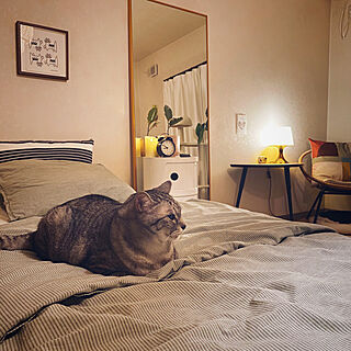 猫との生活/IKEAの布団カバー/寝具/IKEA/一人暮らしインテリア...などのインテリア実例 - 2021-05-30 21:33:01