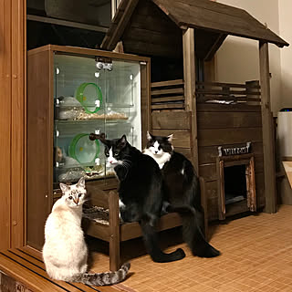 リビング/キンクマハムスター/動画はインスタにて/保護猫/キャットタワー...などのインテリア実例 - 2018-12-20 06:37:29