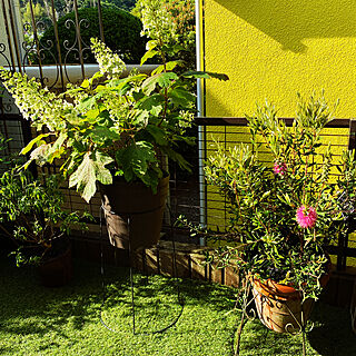 庭のお花/ガーデニングを楽しむ/かしわば紫陽花/ブラシの木の赤い花のインテリア実例 - 2022-05-26 07:38:14