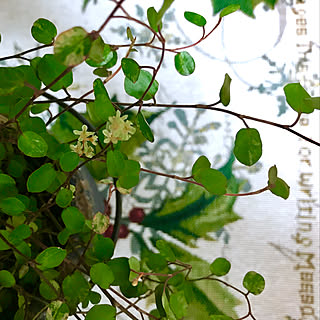 部屋全体/花が咲いいます/観葉植物ワイヤープランツ/花と緑のある暮らし/緑ばかりすいません...などのインテリア実例 - 2018-12-18 06:58:42