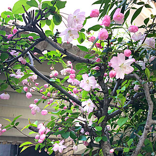 玄関/入り口/ピンクの花/春の花/お花のある暮らし/ハナカイドウ...などのインテリア実例 - 2024-04-12 16:45:51