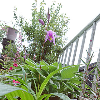 玄関/入り口/桃花紫蘭/植物のある暮らし/庭の記録写真/いつもいいねやコメありがとうございます♡...などのインテリア実例 - 2021-06-16 22:26:05