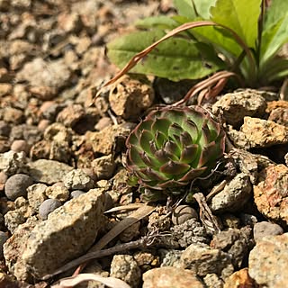 壁/天井/多肉植物/多肉植物大好き/多肉の地植えのインテリア実例 - 2017-03-11 21:39:01