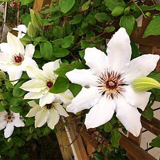 玄関/入り口/クレマチスの白い大輪の花♡/早起きは三文の得☀/お花大好き♡/楽しい庭作り♫のインテリア実例 - 2016-05-09 05:25:06