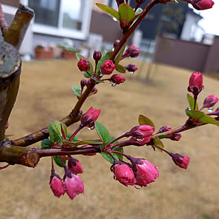 花海棠/庭のある暮らし/庭の木/部屋全体/庭のインテリア実例 - 2022-03-22 12:29:32