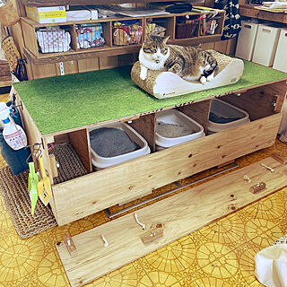 猫スペース/DIY/針葉樹合板/キッチンのインテリア実例 - 2020-04-06 06:52:46