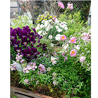 棚/花のある暮らし/花のある生活/花のある空間/庭の花...などのインテリア実例 - 2020-04-05 14:41:46