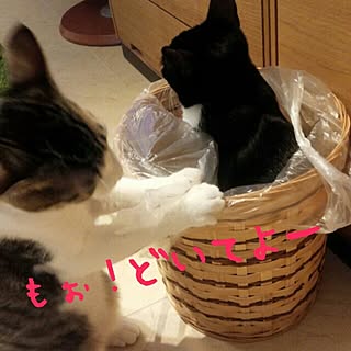 リビング/ねこのいる日常/ねこと暮らす/ねこ部/ねこが好き...などのインテリア実例 - 2016-11-01 22:56:02