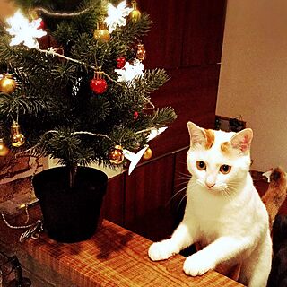棚/クリスマスツリー/ねこ部のインテリア実例 - 2016-11-01 21:22:21