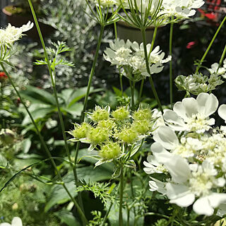 ガーデニング レースフラワーのおしゃれなインテリア 部屋 家具の実例 Roomclip ルームクリップ