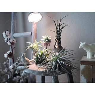 壁/天井/植物育成ライト/NO GREEN NO LIFE/journal standard Furniture/植物のある暮らし...などのインテリア実例 - 2017-09-22 18:55:06