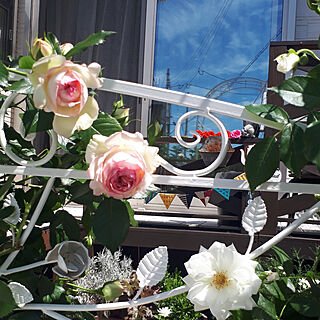部屋全体/お庭のお花♡/しょくぶつのある暮らし/成長記録/お花のある生活❁...などのインテリア実例 - 2019-05-22 14:24:49