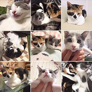 ベッド周り/インスタ→nico.to.moco/ハチワレ/三毛猫/にこともこ...などのインテリア実例 - 2017-01-07 17:23:39